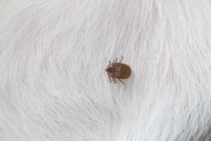 Big Ticks on a dog in cleaning.