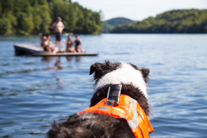 Pet Water Safety